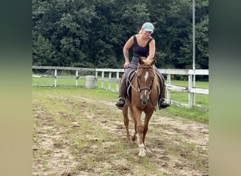 Más ponis/caballos pequeños, Caballo castrado, 13 años, 147 cm, Alazán-tostado