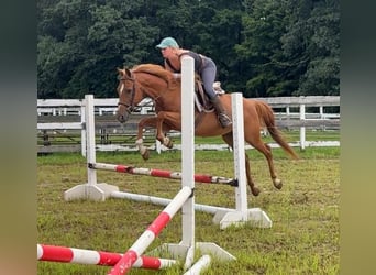 Más ponis/caballos pequeños, Caballo castrado, 13 años, 147 cm, Alazán-tostado