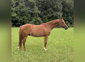 Más ponis/caballos pequeños, Caballo castrado, 13 años, 147 cm, Alazán-tostado