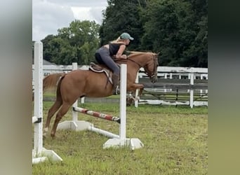 Más ponis/caballos pequeños, Caballo castrado, 13 años, 147 cm, Alazán-tostado