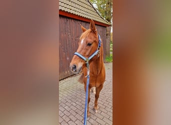 Más ponis/caballos pequeños, Caballo castrado, 13 años, 148 cm, Alazán