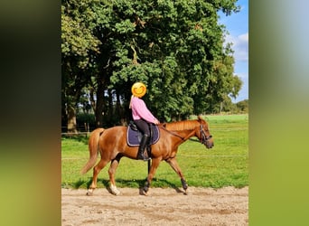 Más ponis/caballos pequeños, Caballo castrado, 13 años, 148 cm, Alazán