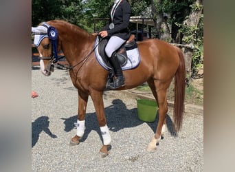 Más ponis/caballos pequeños, Caballo castrado, 13 años, 148 cm