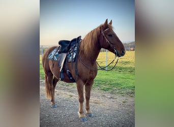 Más ponis/caballos pequeños Mestizo, Caballo castrado, 13 años, 150 cm, Alazán