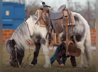 Más ponis/caballos pequeños, Caballo castrado, 13 años, 91 cm