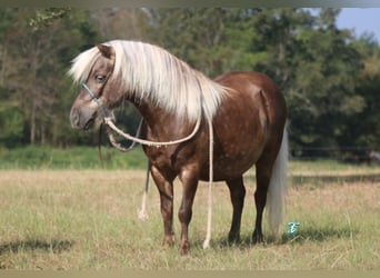 Más ponis/caballos pequeños, Caballo castrado, 13 años, 99 cm, Palomino
