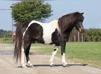 Más ponis/caballos pequeños, Caballo castrado, 14 años, 112 cm, Castaño
