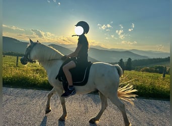 Más ponis/caballos pequeños Mestizo, Caballo castrado, 14 años, 120 cm, Tordo