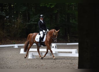 Más ponis/caballos pequeños, Caballo castrado, 14 años, 141 cm, Alazán