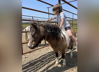 Más ponis/caballos pequeños, Caballo castrado, 14 años, 89 cm, Buckskin/Bayo