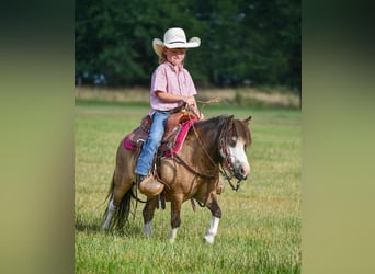 Más ponis/caballos pequeños, Caballo castrado, 14 años, 89 cm, Buckskin/Bayo