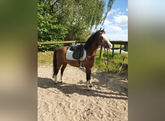 Más ponis/caballos pequeños, Caballo castrado, 15 años, 125 cm, Castaño