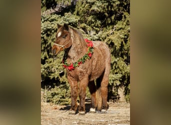 Más ponis/caballos pequeños, Caballo castrado, 15 años, 127 cm, Ruano alazán
