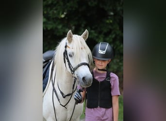 Más ponis/caballos pequeños Mestizo, Caballo castrado, 15 años, 127 cm, Tordo