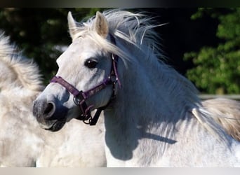 Más ponis/caballos pequeños Mestizo, Caballo castrado, 15 años, 127 cm, Tordo