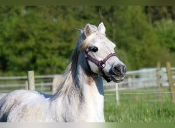 Más ponis/caballos pequeños Mestizo, Caballo castrado, 15 años, 127 cm, Tordo