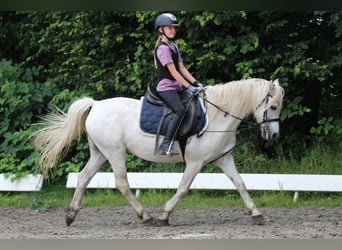 Más ponis/caballos pequeños Mestizo, Caballo castrado, 15 años, 127 cm, Tordo