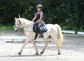 Más ponis/caballos pequeños Mestizo, Caballo castrado, 15 años, 127 cm, Tordo