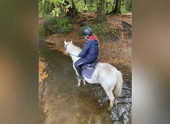 Más ponis/caballos pequeños Mestizo, Caballo castrado, 15 años, 127 cm, Tordo