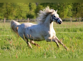 Más ponis/caballos pequeños Mestizo, Caballo castrado, 15 años, 127 cm, Tordo