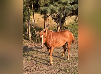 Más ponis/caballos pequeños, Caballo castrado, 15 años, 140 cm, Alazán