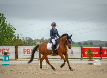 Más ponis/caballos pequeños, Caballo castrado, 15 años, 140 cm, Castaño