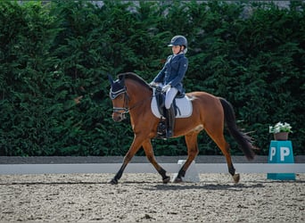 Más ponis/caballos pequeños, Caballo castrado, 15 años, 140 cm, Castaño