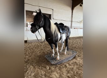 Más ponis/caballos pequeños Mestizo, Caballo castrado, 15 años, 140 cm, Pío