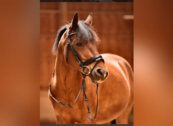 Más ponis/caballos pequeños, Caballo castrado, 15 años, 145 cm, Castaño