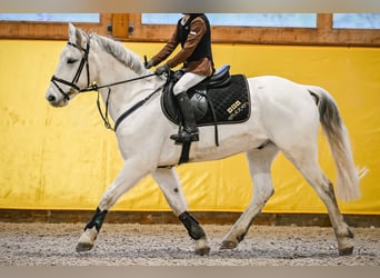 Más ponis/caballos pequeños, Caballo castrado, 15 años, 147 cm, Tordo