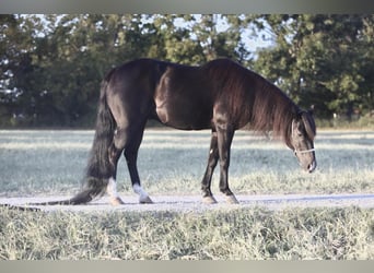 Más ponis/caballos pequeños, Caballo castrado, 16 años, 122 cm, Negro