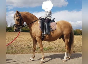 Más ponis/caballos pequeños, Caballo castrado, 16 años, 126 cm, Bayo