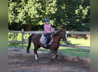 Más ponis/caballos pequeños Mestizo, Caballo castrado, 16 años, 140 cm, Alazán-tostado