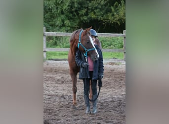 Más ponis/caballos pequeños Mestizo, Caballo castrado, 16 años, 140 cm, Alazán-tostado