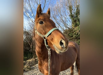 Más ponis/caballos pequeños, Caballo castrado, 16 años, 149 cm, Alazán