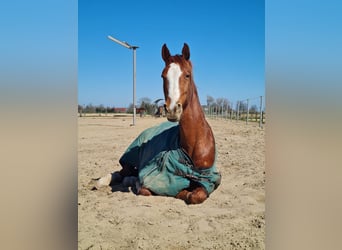 Más ponis/caballos pequeños Mestizo, Caballo castrado, 16 años, 156 cm, Alazán