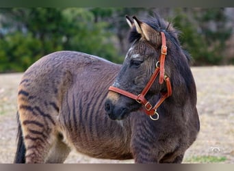 Más ponis/caballos pequeños Mestizo, Caballo castrado, 16 años, Bayo