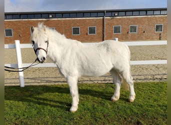 Más ponis/caballos pequeños, Caballo castrado, 17 años, 124 cm, Tordo