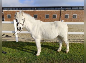 Más ponis/caballos pequeños, Caballo castrado, 17 años, 124 cm, Tordo