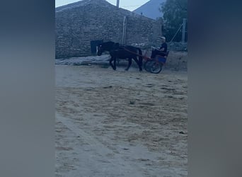 Más ponis/caballos pequeños Mestizo, Caballo castrado, 17 años, 125 cm, Negro