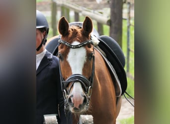 Más ponis/caballos pequeños, Caballo castrado, 18 años, 147 cm, Alazán