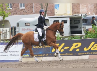 Más ponis/caballos pequeños, Caballo castrado, 18 años, 147 cm, Alazán