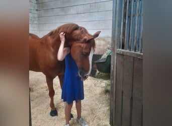 Más ponis/caballos pequeños, Caballo castrado, 18 años, 147 cm, Alazán