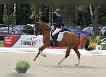 Más ponis/caballos pequeños, Caballo castrado, 18 años, 147 cm, Alazán