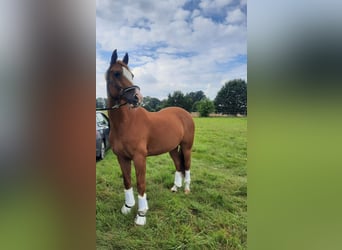 Más ponis/caballos pequeños, Caballo castrado, 18 años, 147 cm, Alazán