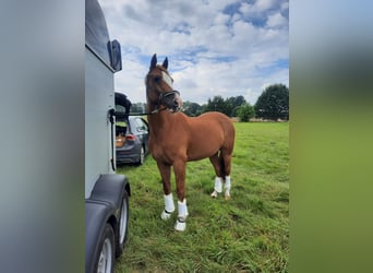 Más ponis/caballos pequeños, Caballo castrado, 18 años, 147 cm, Alazán