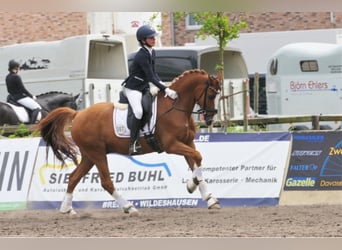 Más ponis/caballos pequeños, Caballo castrado, 18 años, 147 cm, Alazán