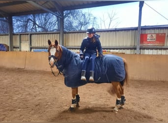 Más ponis/caballos pequeños, Caballo castrado, 18 años, 147 cm, Alazán