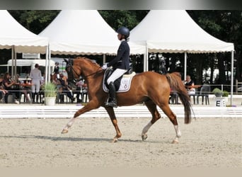 Más ponis/caballos pequeños, Caballo castrado, 18 años, 147 cm, Alazán