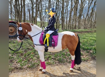 Más ponis/caballos pequeños, Caballo castrado, 19 años, 130 cm, Pío